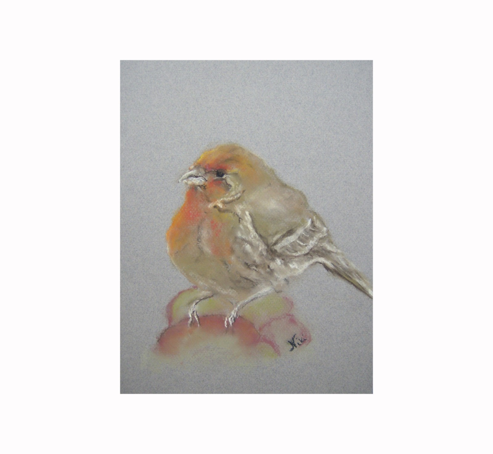 Original Artwork Wildlife Bird Painting Finch Pastel Art