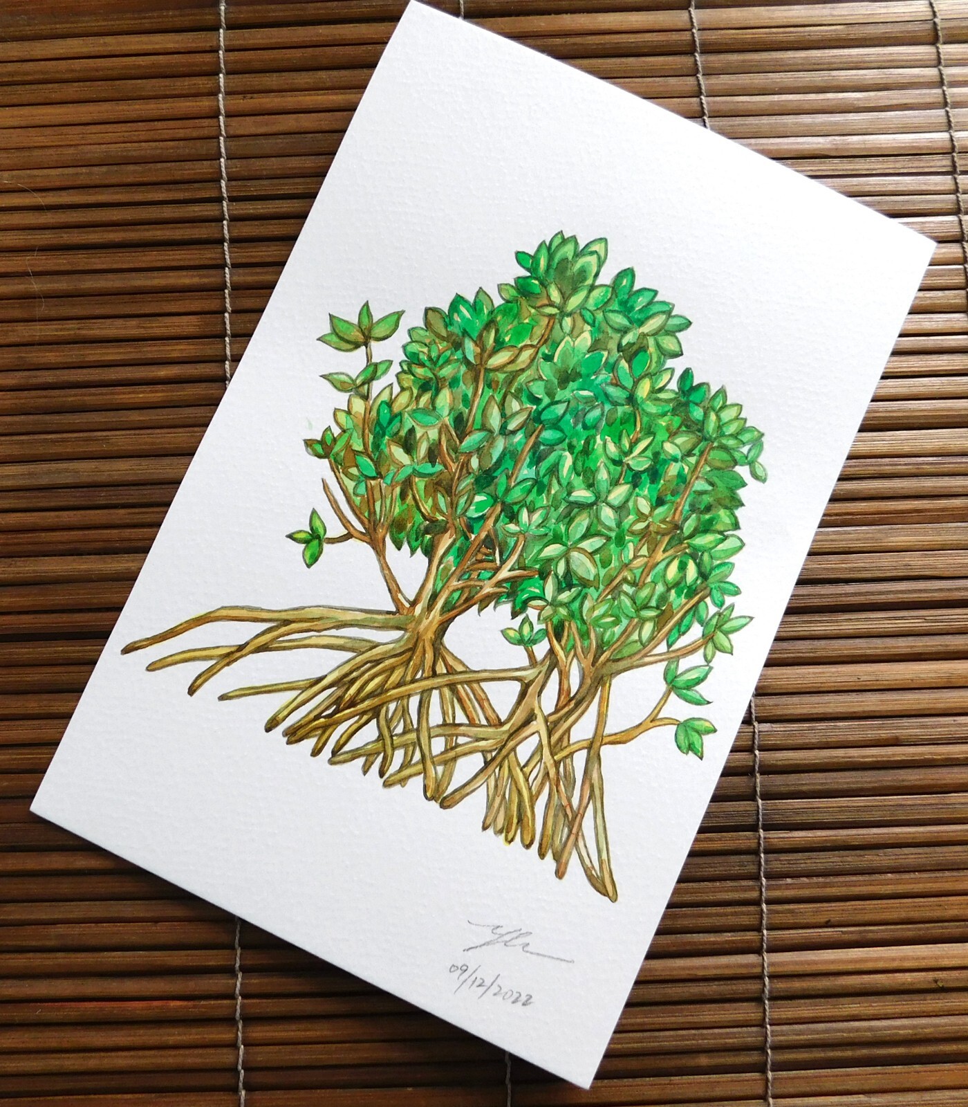 Original Watercolor Painting » Mangroves » by Patricia