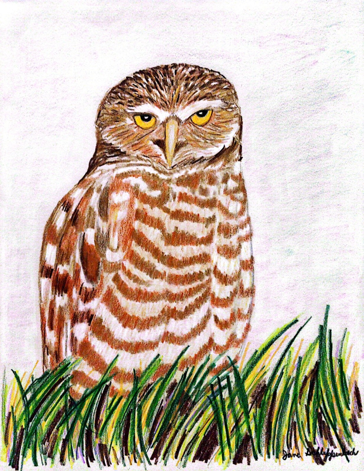 Realistic Prismacolor Contemporary Owl Original 8.5×11 Cardstock Wall Art