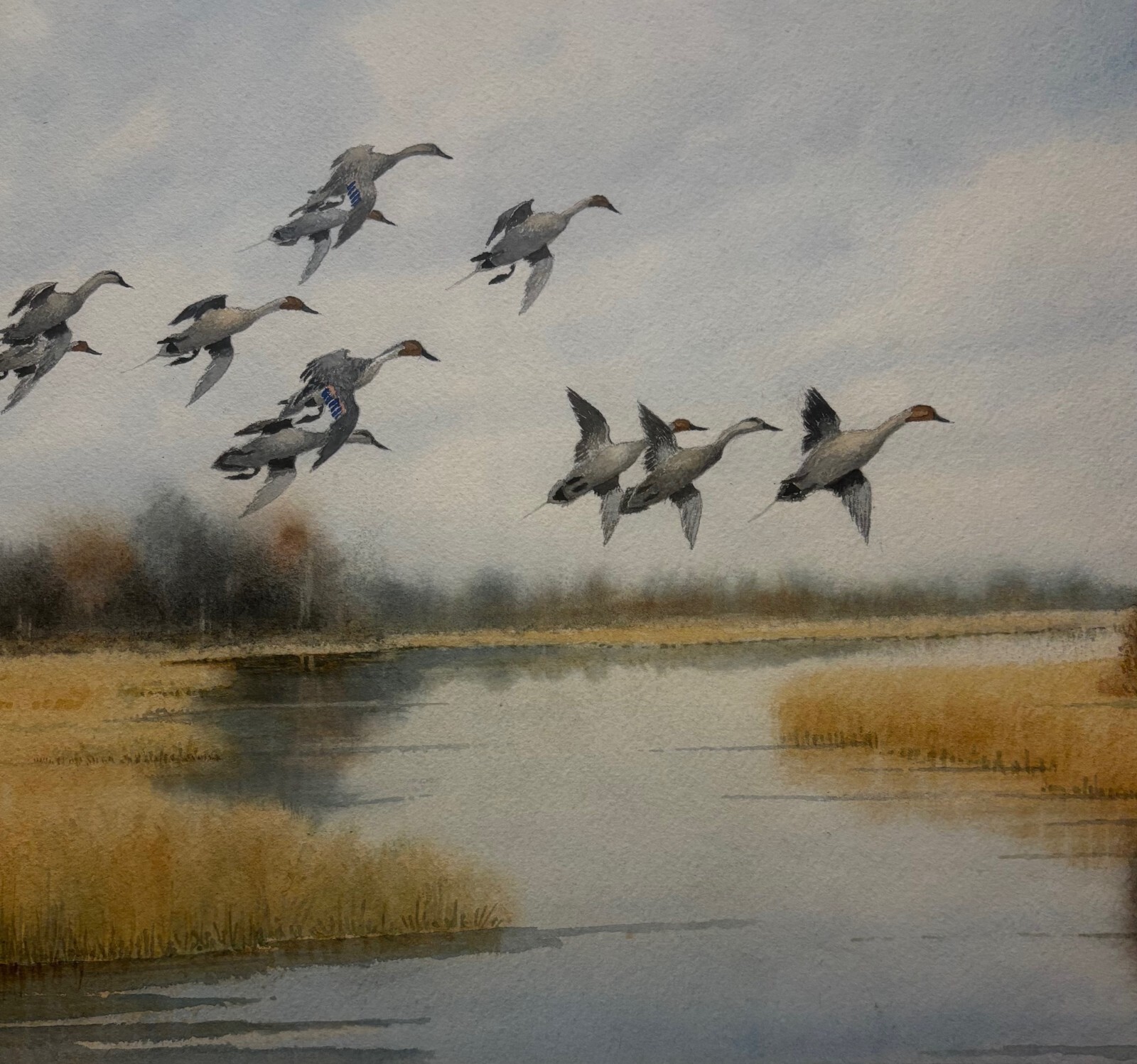 Original JOSEPH DAY KNAP ‘Pintails DUCKS Landing in MARSH’ Watercolor PAINTING