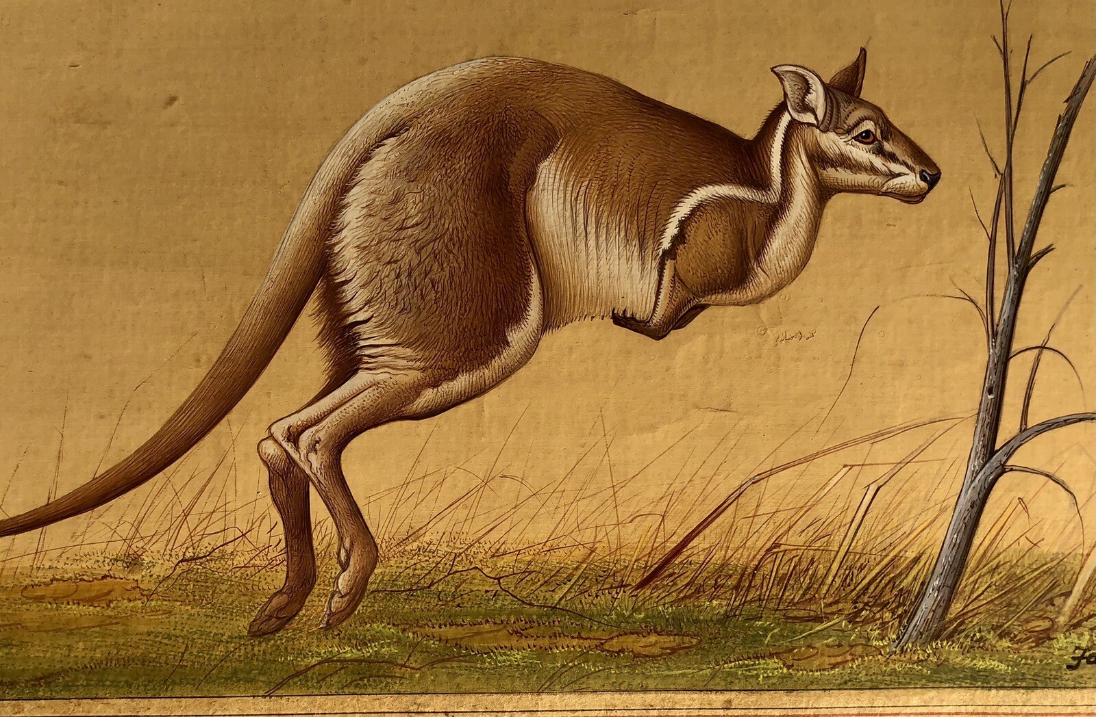 Antique c.1890 Rajput Ragamala Gouache Paintings Kangaroo, marsupials – Signed