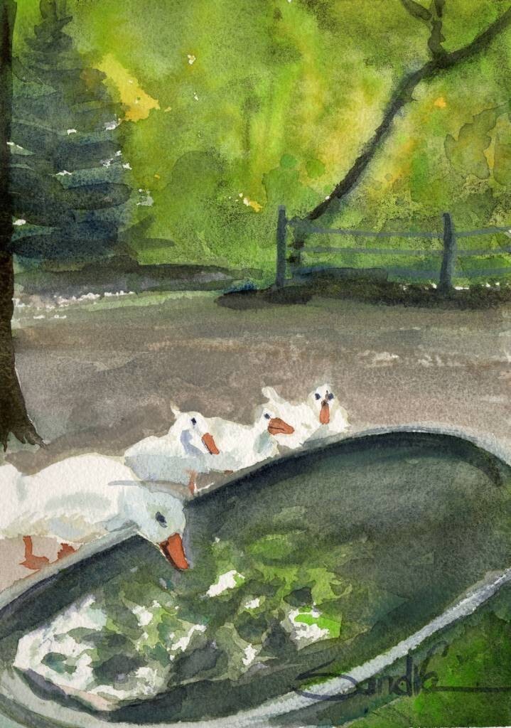 Thirsty Ducks – SandraWatercolors™ California Original Watercolor Farmyard Pond