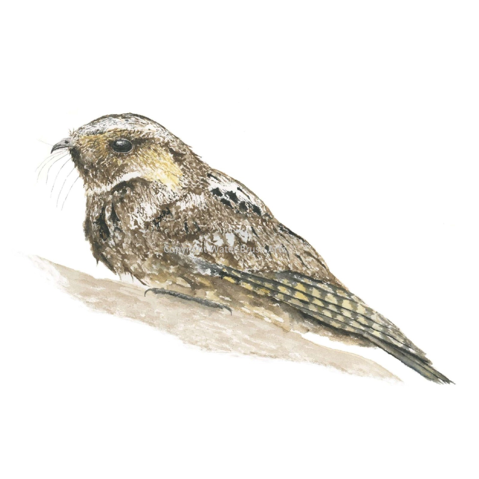 Whippoorwill 8″x10″ Hand-Painted Watercolor Giclee Print, Unframed