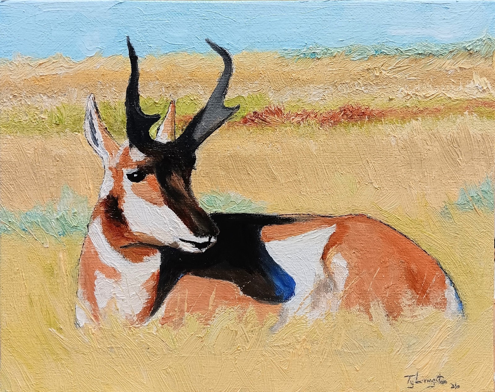 NAPPING BUCK 8×10 Original Oil Painting, Pronghorn Antelope by Ty Livingston.