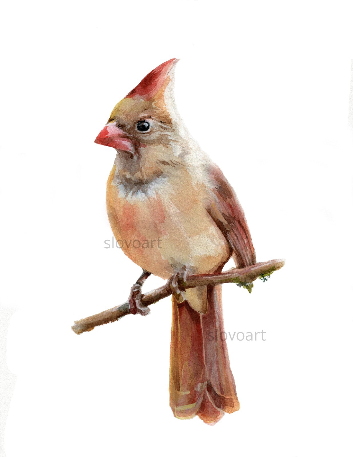 Red Cardinal. Print of an original watercolor painting. 5×7″with white mat 8×10″