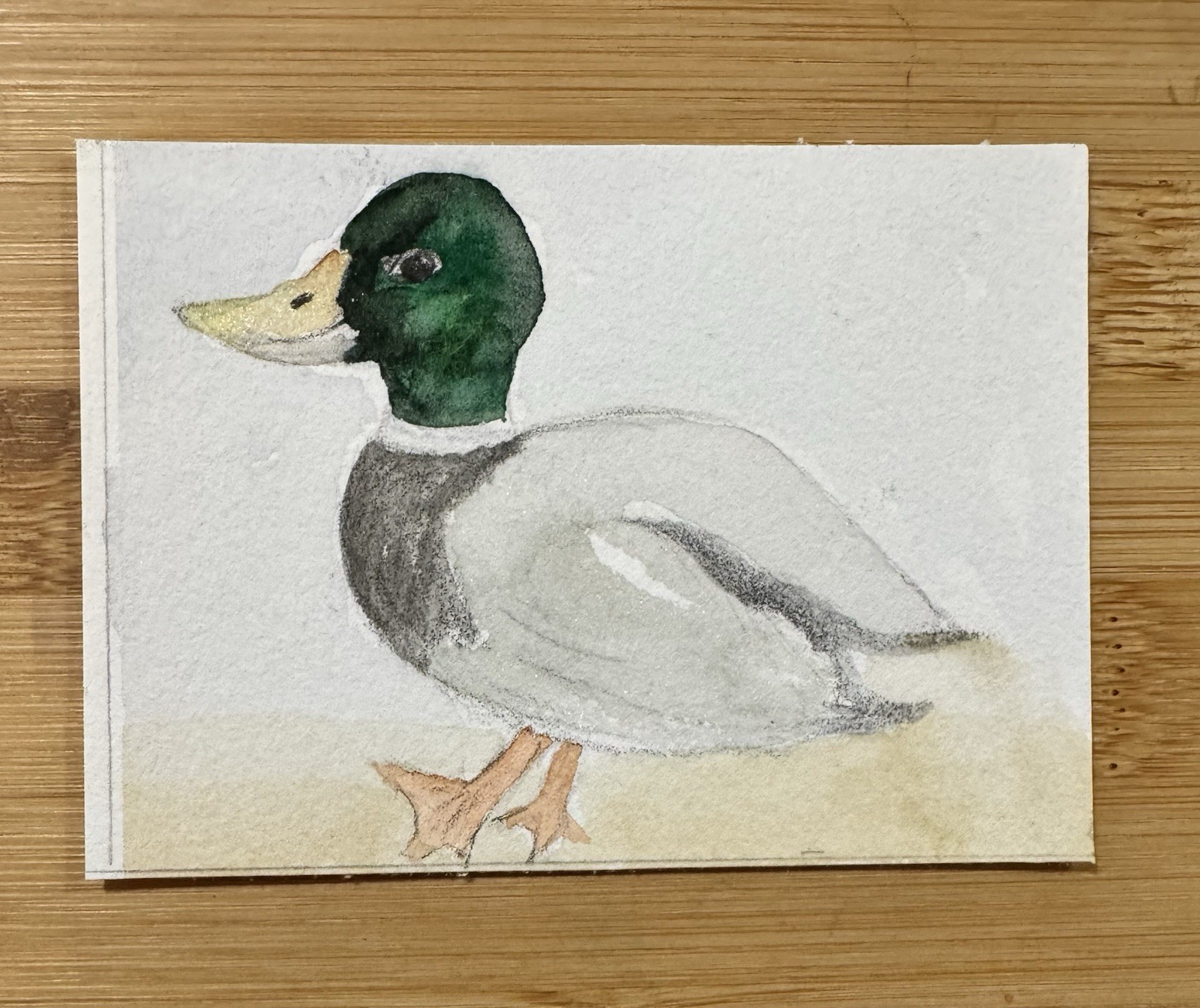 “Mr. Mallard” ACEO Watercolor Features Duck