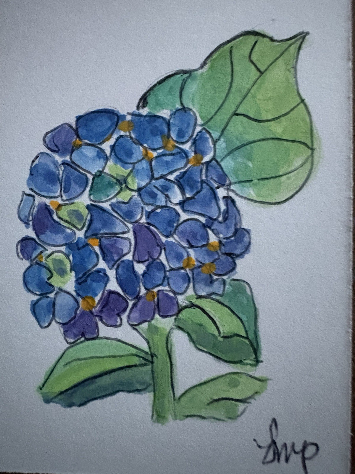 Hydrangea Original
