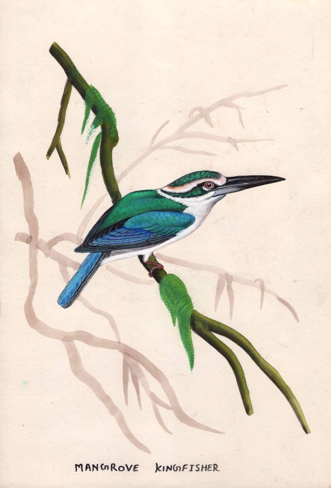 Indian Miniature Painting Handmade Mangrove Kingfisher Bird Wild Life Nature Art