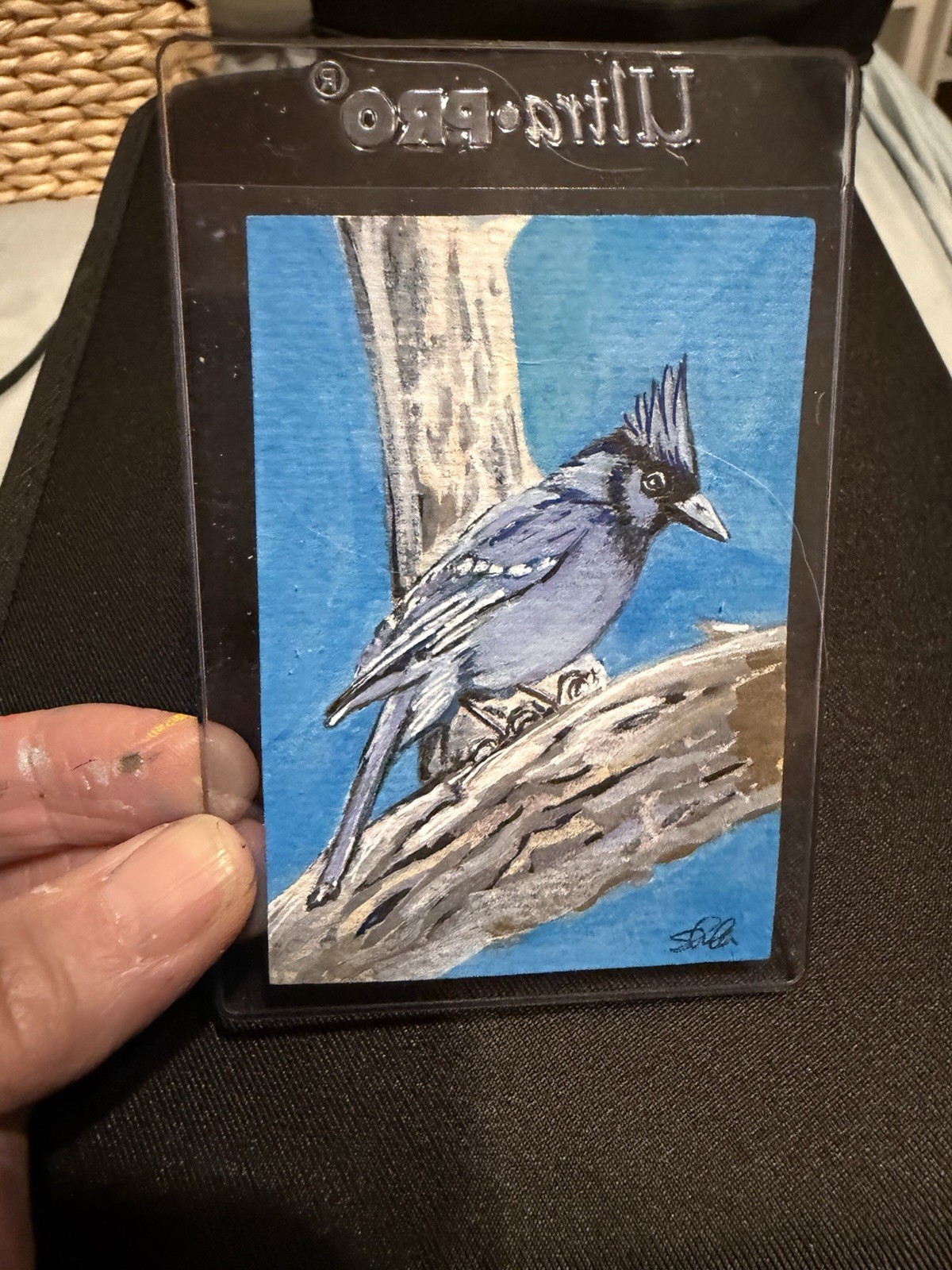 ACEO “Shades Of Blue” Stellers Jay Acrylic Painting By Sheila Lofgreen