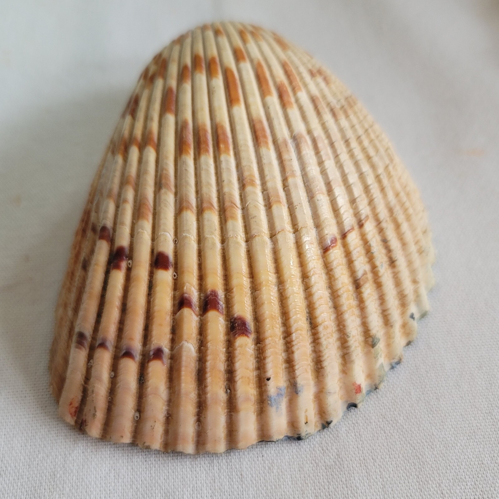 Hand Painted Sea Shell•Winter Scene•EUC•Scallop•Clam•Snow•Bridge•Artisan