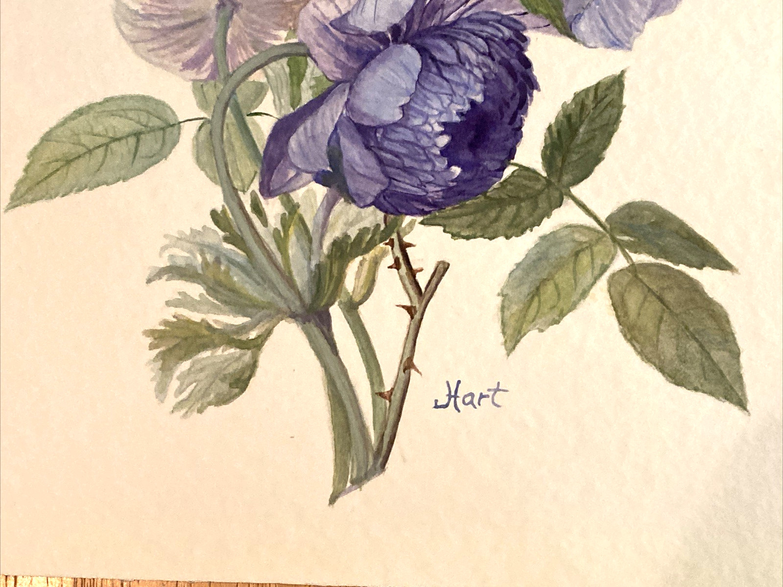 Pink Rose Purple Blue Peony Original Watercolor signed by June Hart 12″ x 9″
