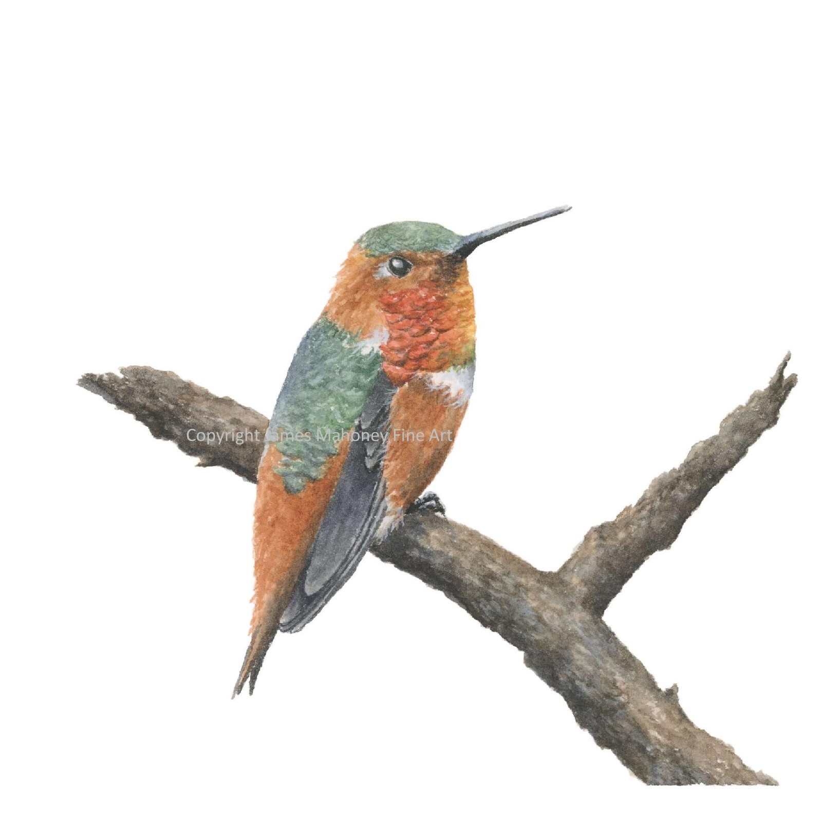 Allen’s Hummingbird 02 Hand-Painted Watercolor Giclee Print, Unframed