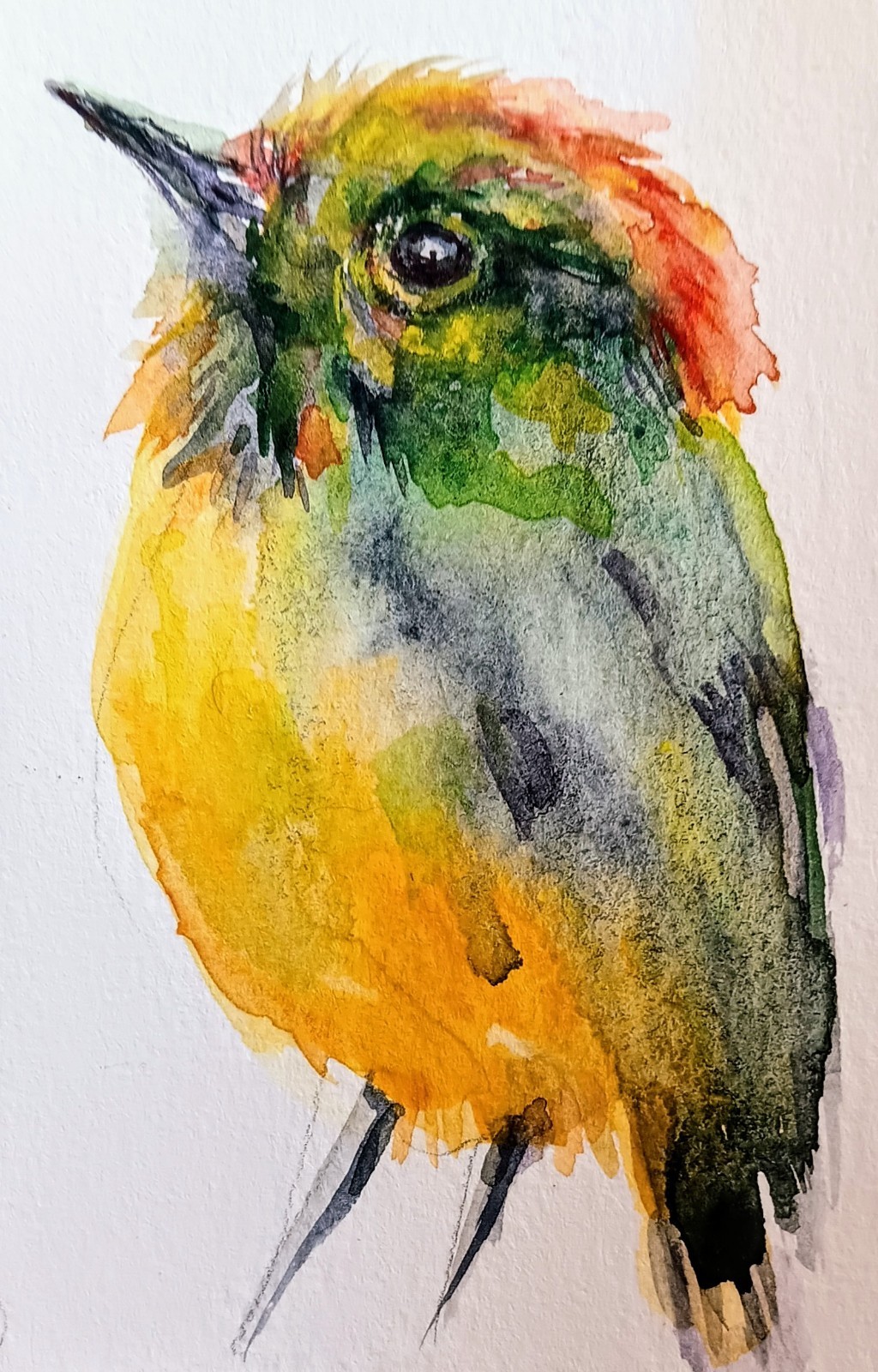 Colorfu Bird art Original watercolor painting Signed,nature lover Best gift