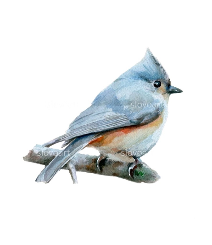 Tufted Titmouse Print of an original watercolor painting. 3×4,5″ with w mat 5×7″