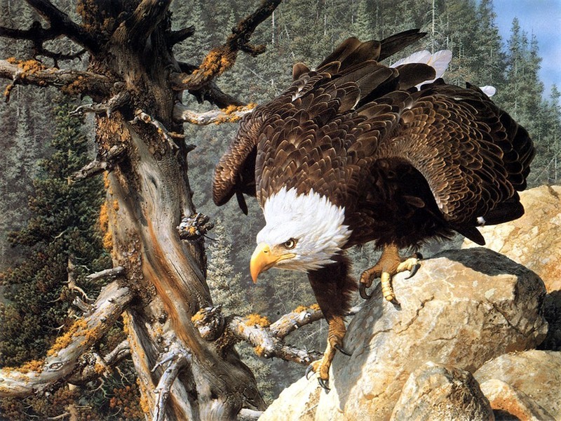 HD Canvas Print Oil painting Picture Animals Bald Eagle on canvas L023