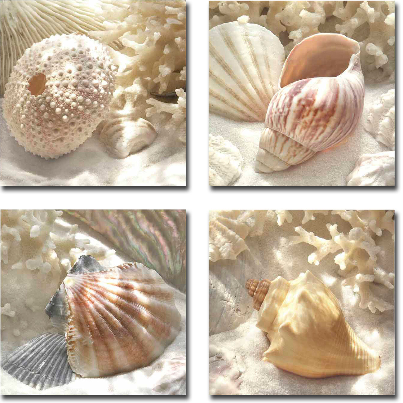 Coral Shell by Geissler 4-pc Gallery-Wrapped Canvas Giclee Set 18 in x 18 in Ea.