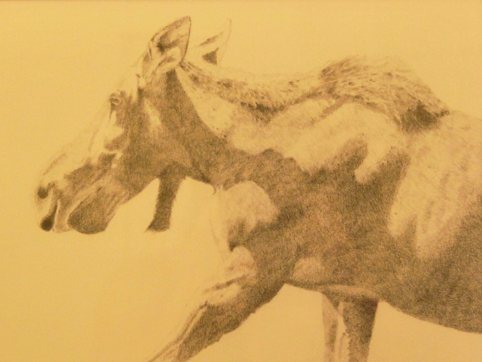 Original Signed Artwork Framed/Mat 12»X16′ Pencil, Cow Moose Grand Teton N.P.