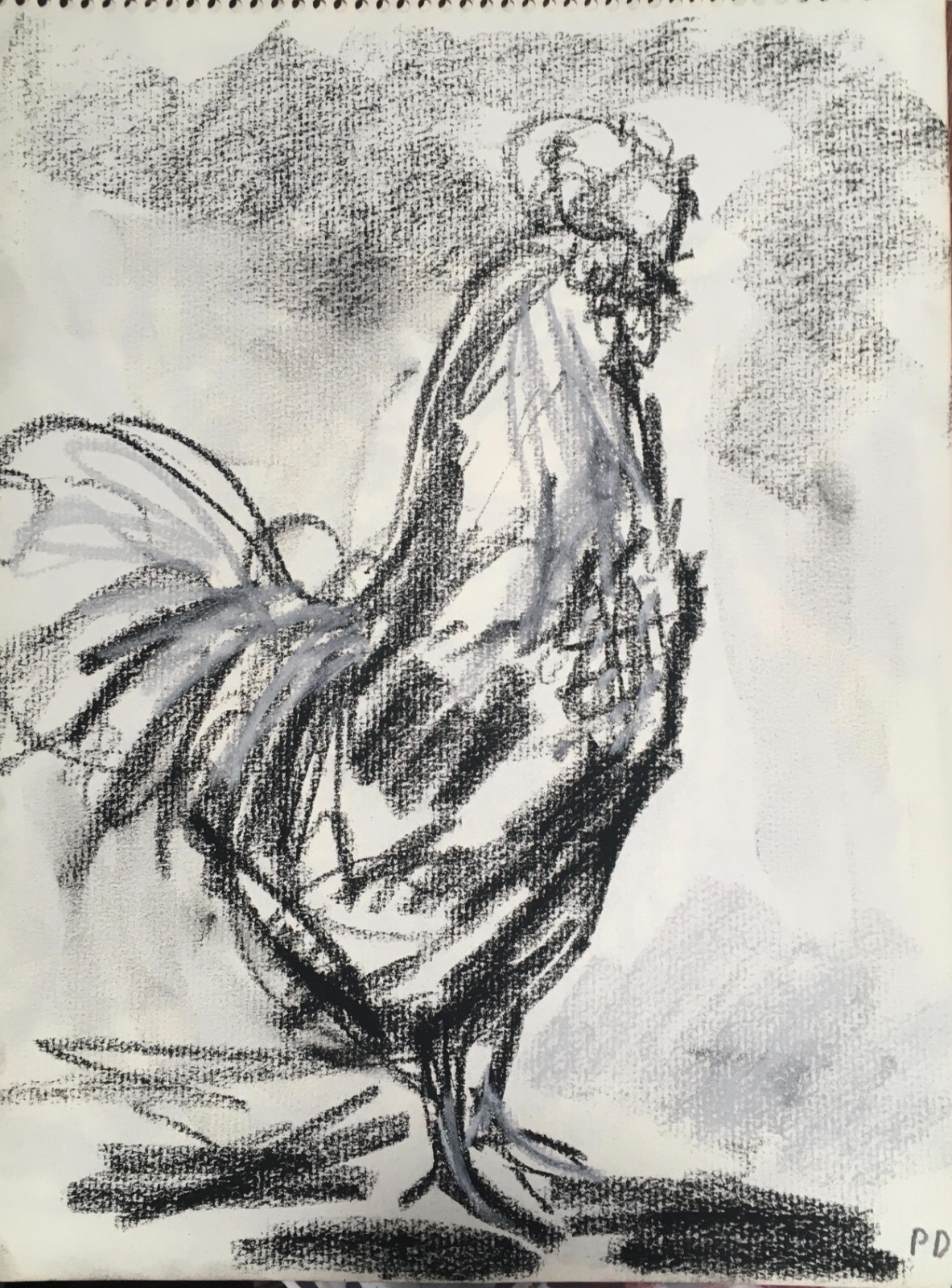 PDQ Artist Original Farm Animal Rooster Impressionistic Realism Charcoal Drawing