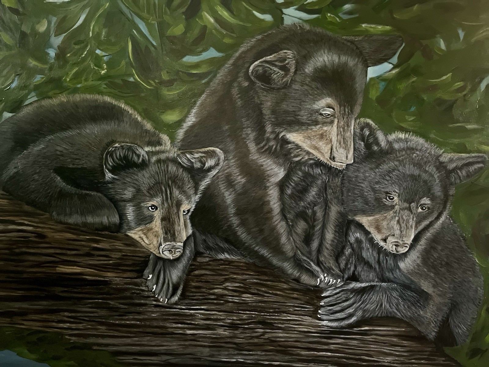 Black Bear Cubs