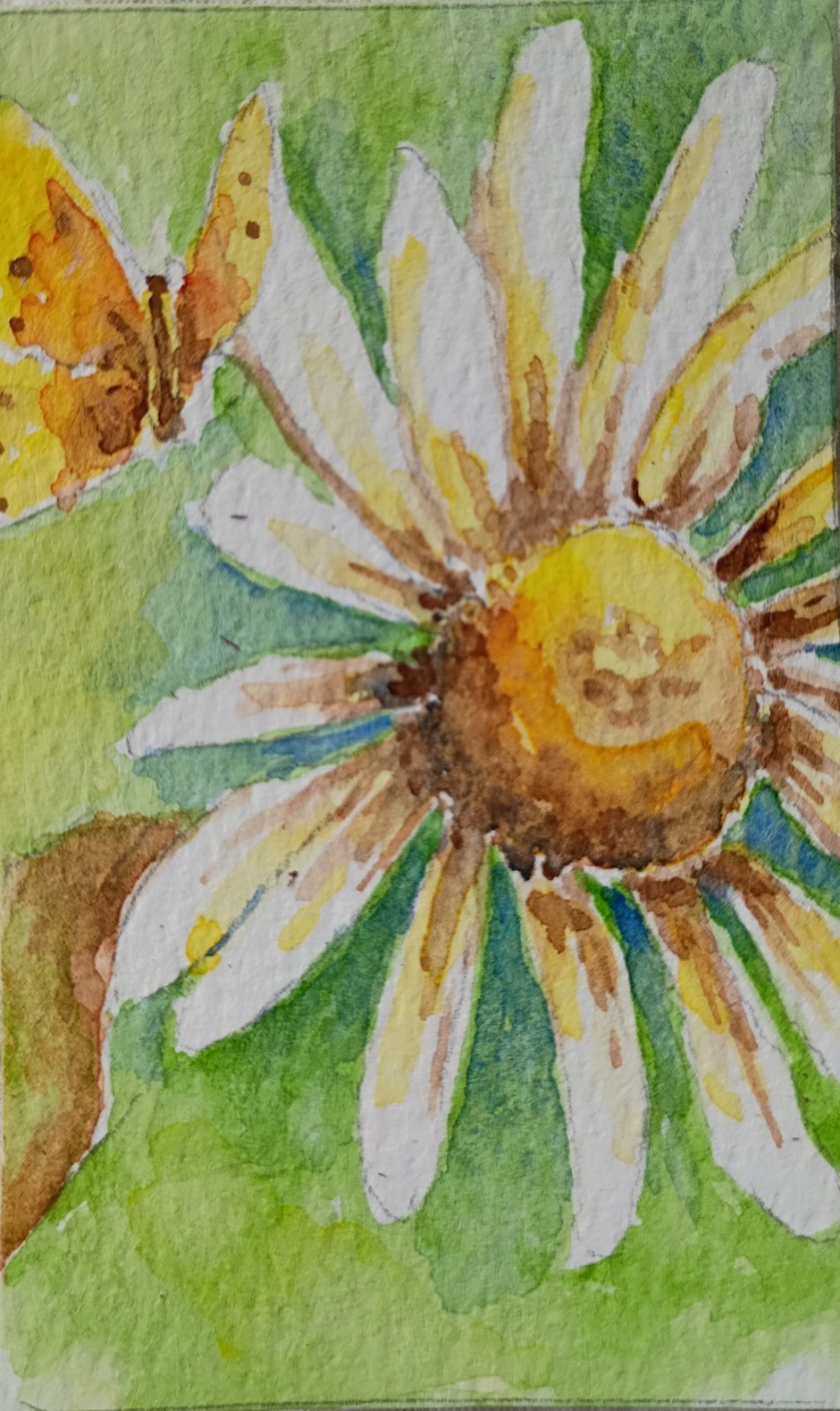 aceo original art watercolor Painting Of Daisy And Tiny Butterfly