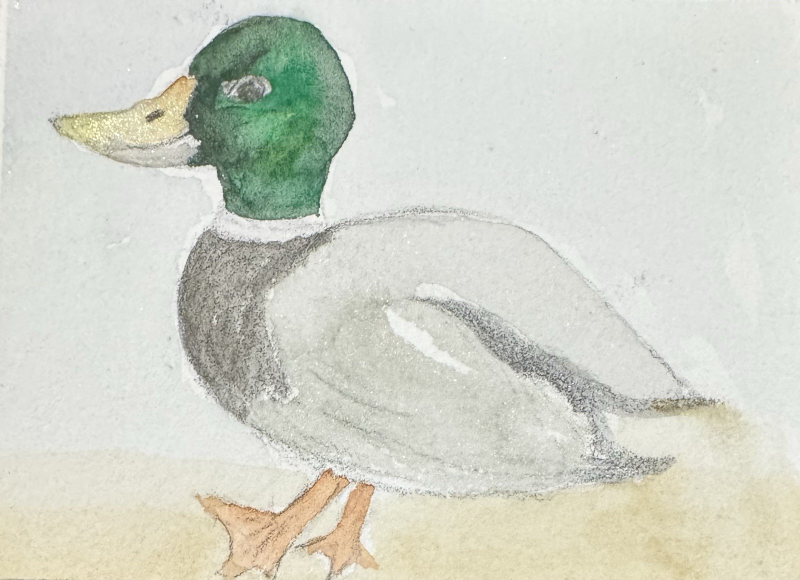 “Mr. Mallard” ACEO Watercolor Features Duck