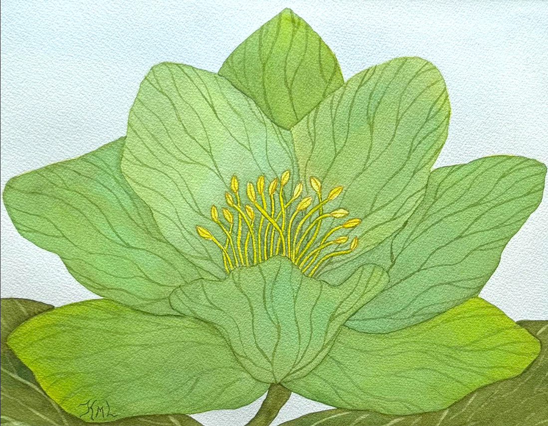 PAINTING WATERCOLOR 11X14 & MAT 16X20 FLOWER HELLEBORE GREEN YELLOW ORIGINAL ART