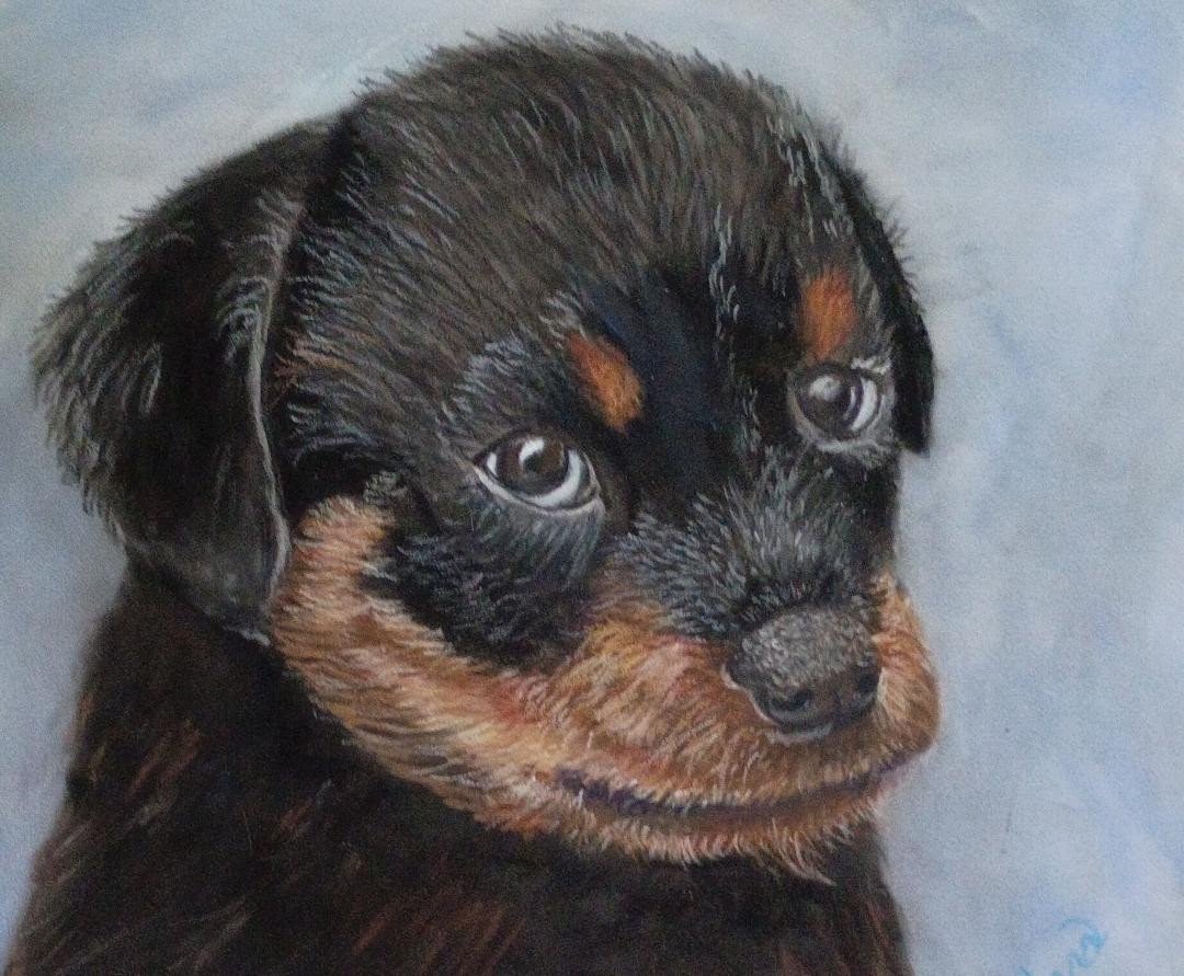 8×10 Rotwieler puppy print on linen card stock