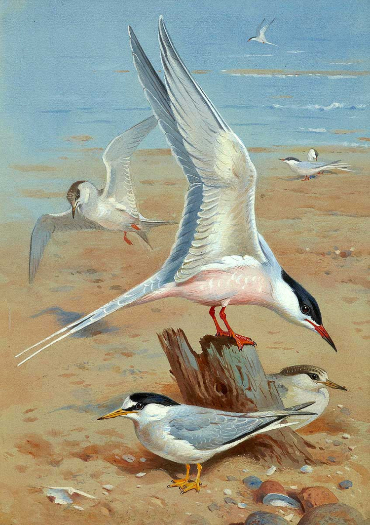 Beautiful Oil painting nice birds Seabirds seagull by the beach landscape canvas