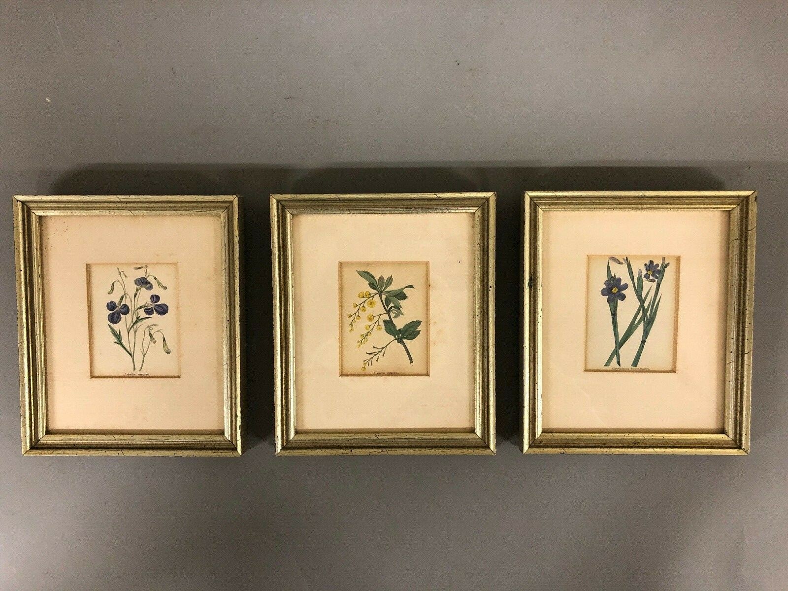 Set Of 3 Framed 19th Century Botanical Watercolors 6 3/4” X 5 3/4” Ea