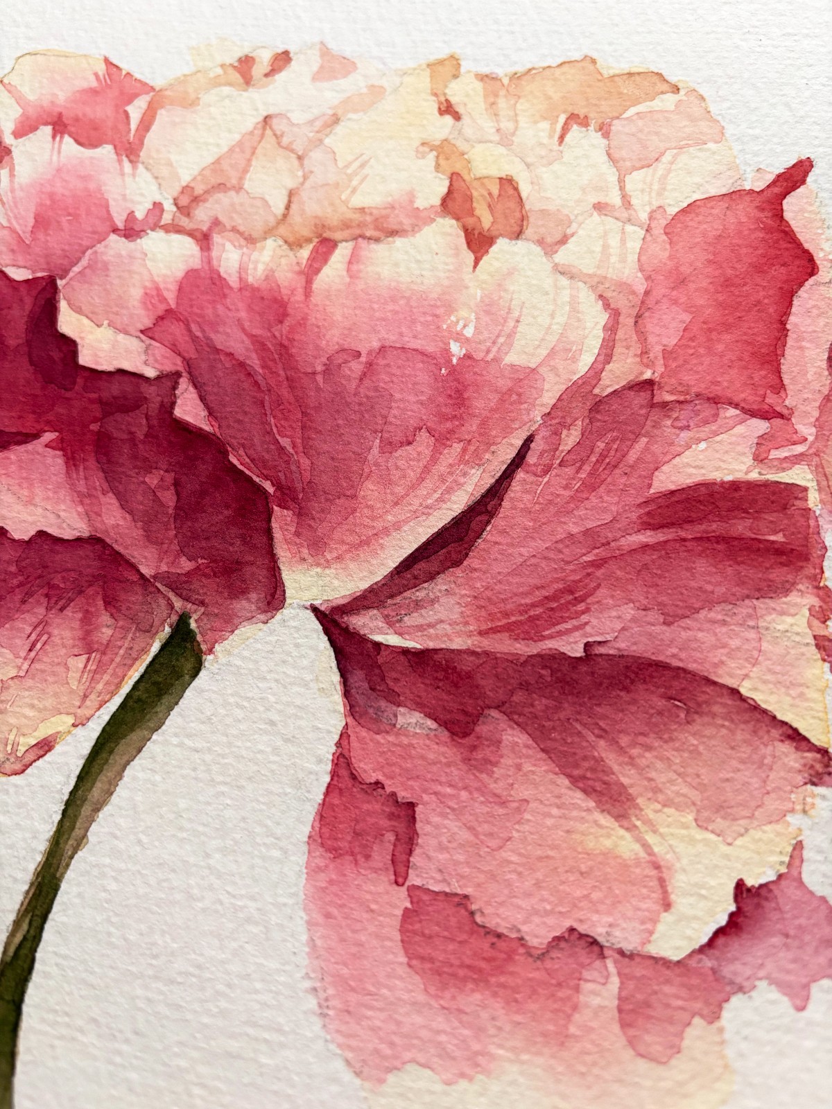 Original Watercolor Painting «Peony Bloom»21×30 cm,8.3×11.7 in