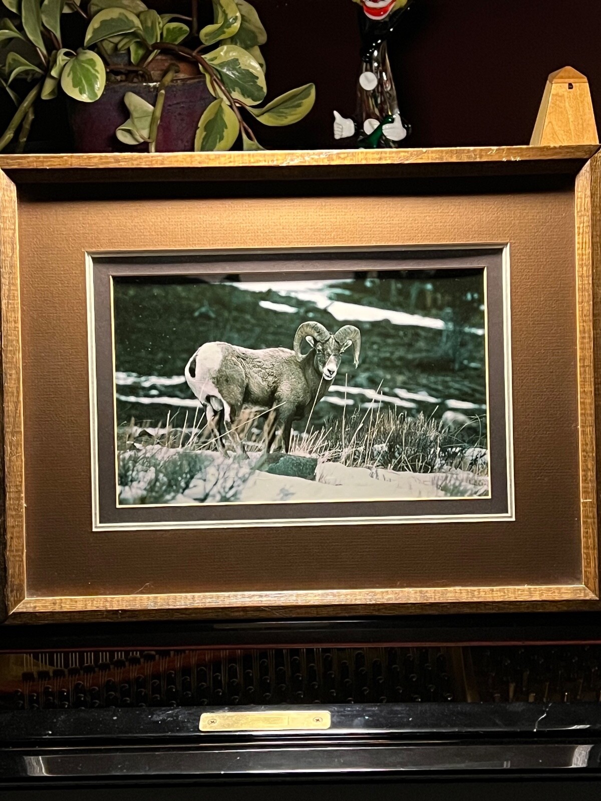 Framed Photograph of Big Horn Sheep – Unknown Artist – 1980’s – Unsigned – Nice 