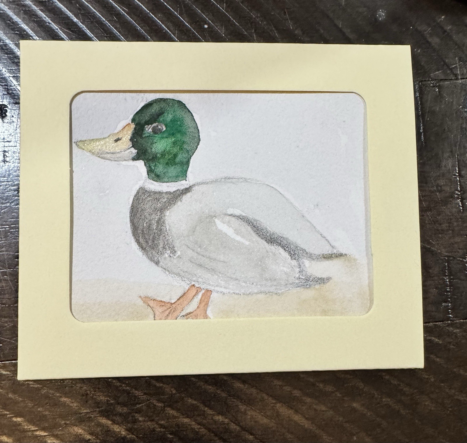 “Mr. Mallard” ACEO Watercolor Features Duck