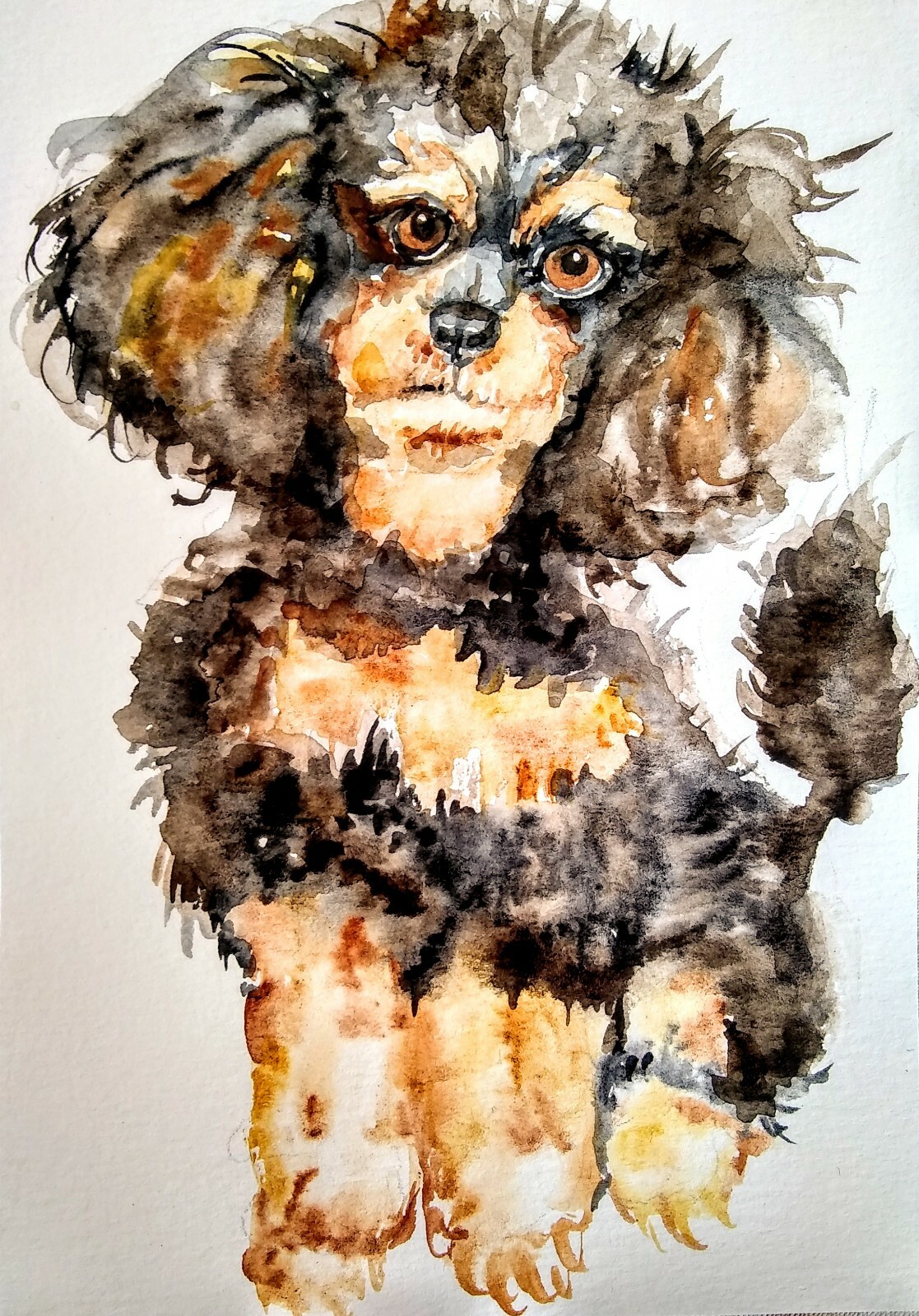 Dog art,Original Watercolor painting on paper, Phantom poodle,puppy,pet 7.5×5.5″