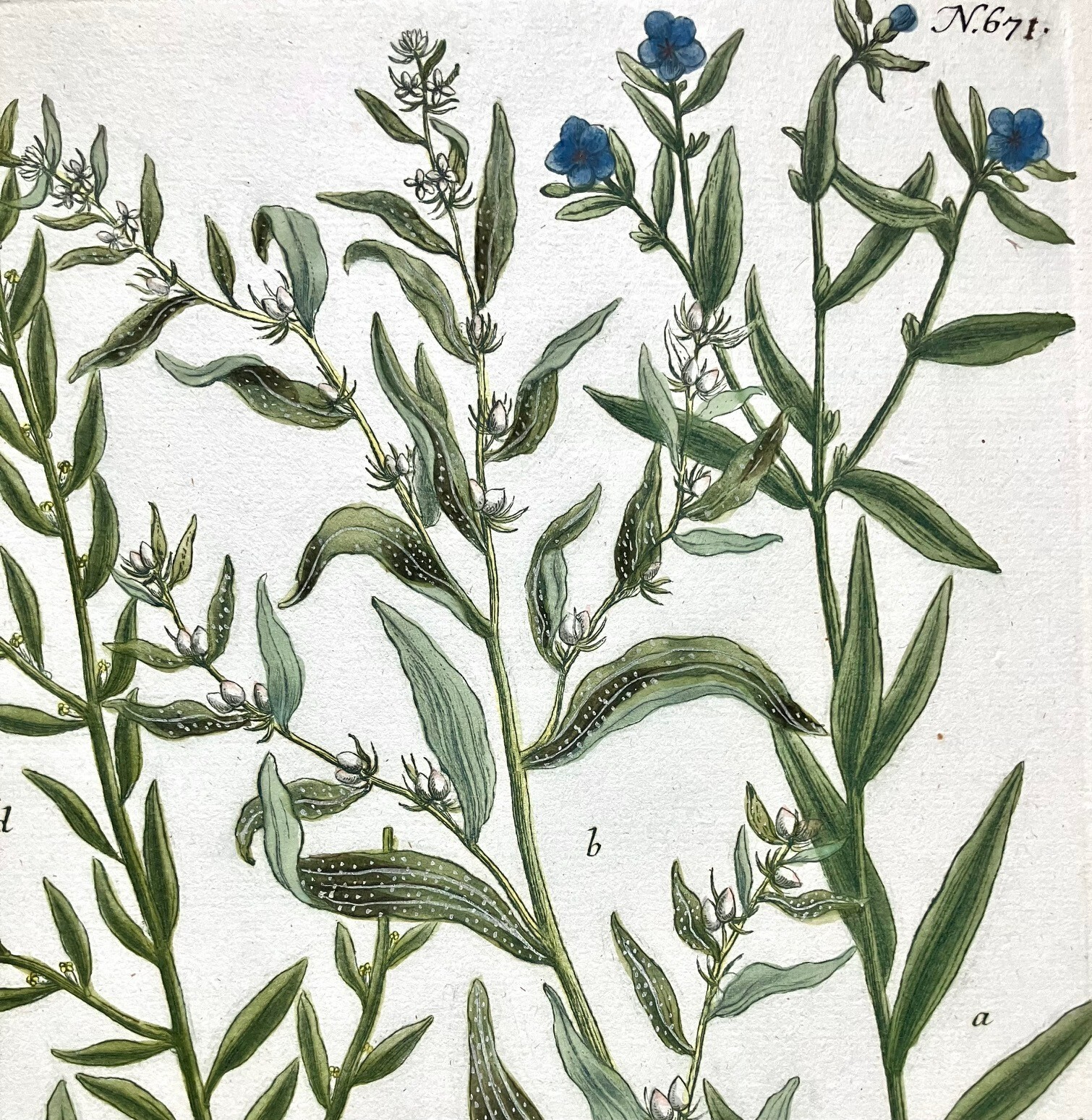 Johann WEINMANN 18th c Botanical Mezzotint :.. Group of 3 vg condition c1740