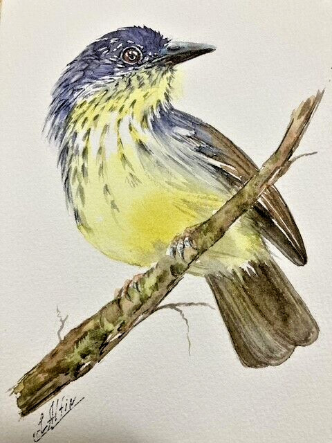 Bird Antvireo Hand Painted Watercolor Original Painting
