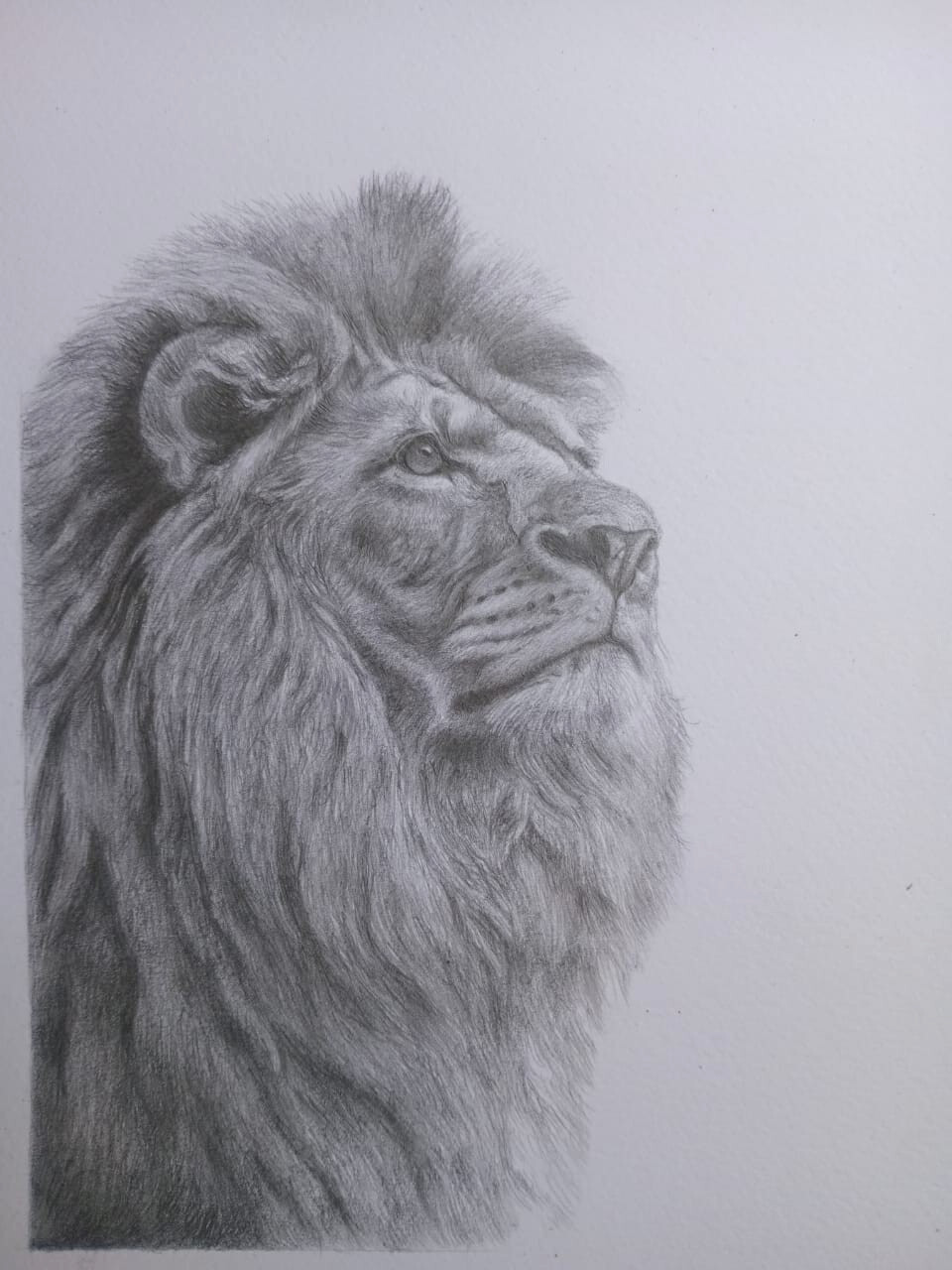Majesty in Graphite – Hand-Made Lion Portrait ~ 8.3″ x 11.7″ UNFRAMED