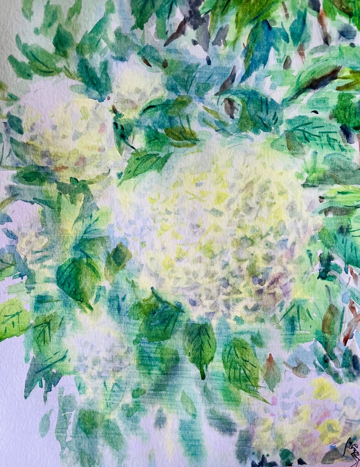 «Endless Summer» ORIGINAL watercolor hydrangea floral garden bloom plant