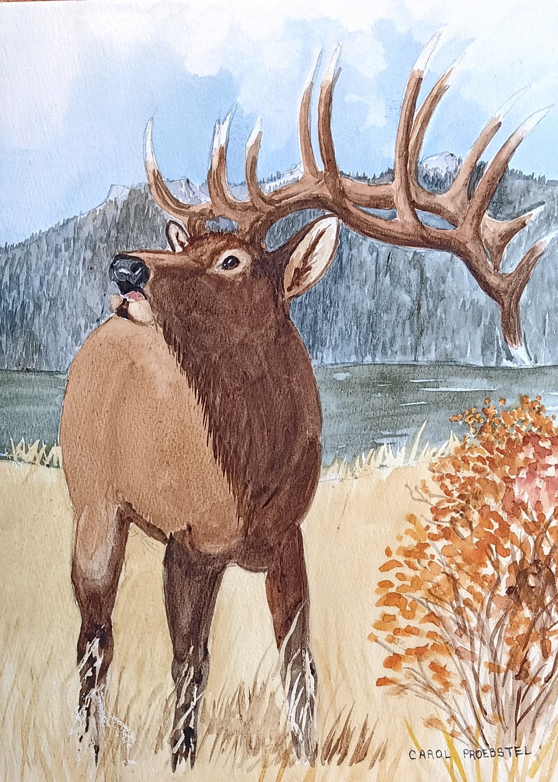 original watercolor painting wildlife bull elk wapiti autumn Carol Proebstel