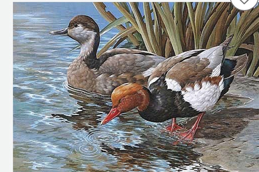 Red Crested Pochards Signed Basil Ede