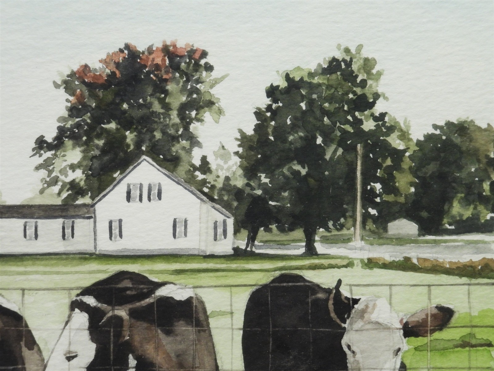 Astrid Sheckels Massachusetts Artist Illustrator Hatfield Cows Farm WC Painting