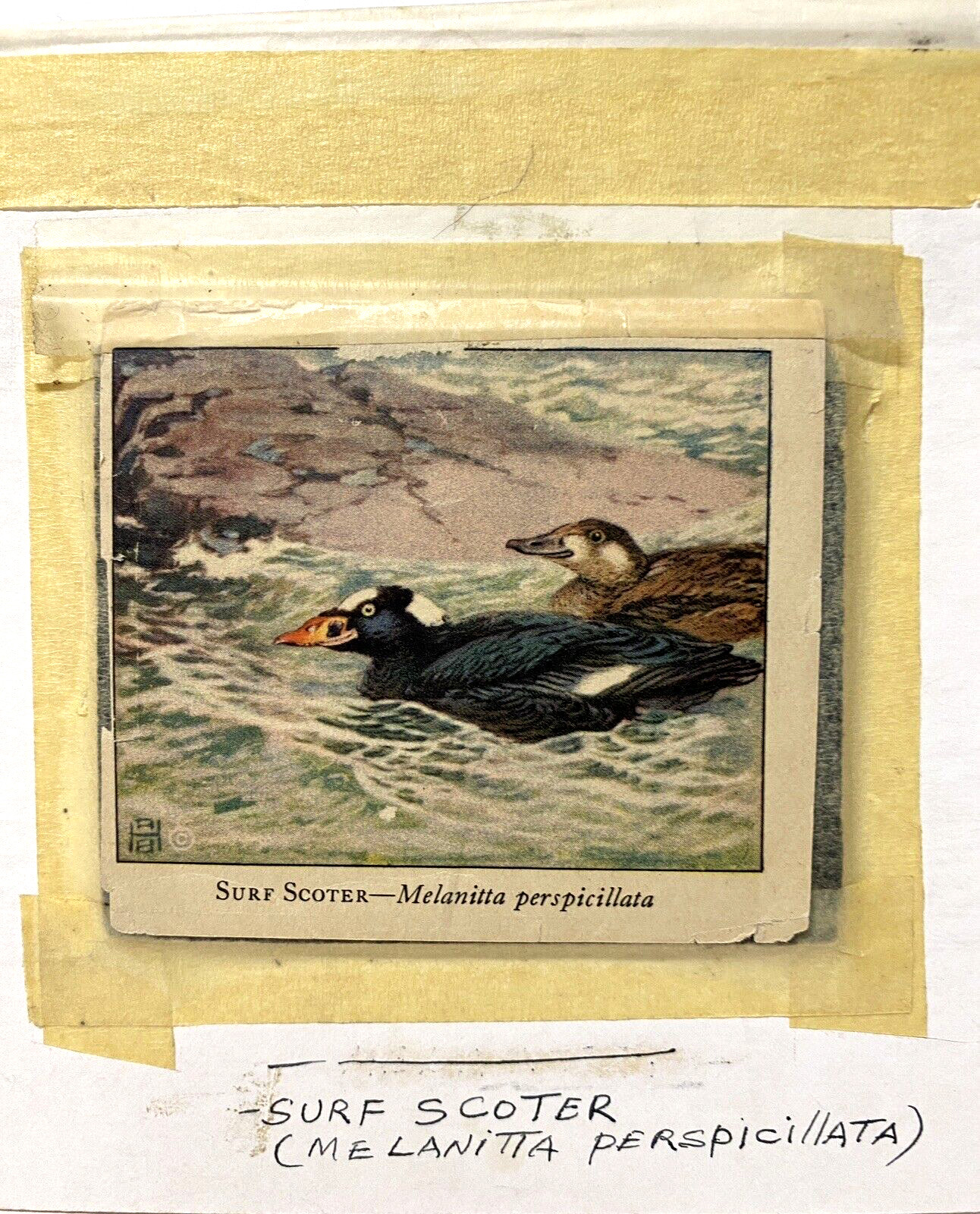 Bruce Horsfall Original Miniature Bird/Duck Art Painting – Surf Scoter, Signed