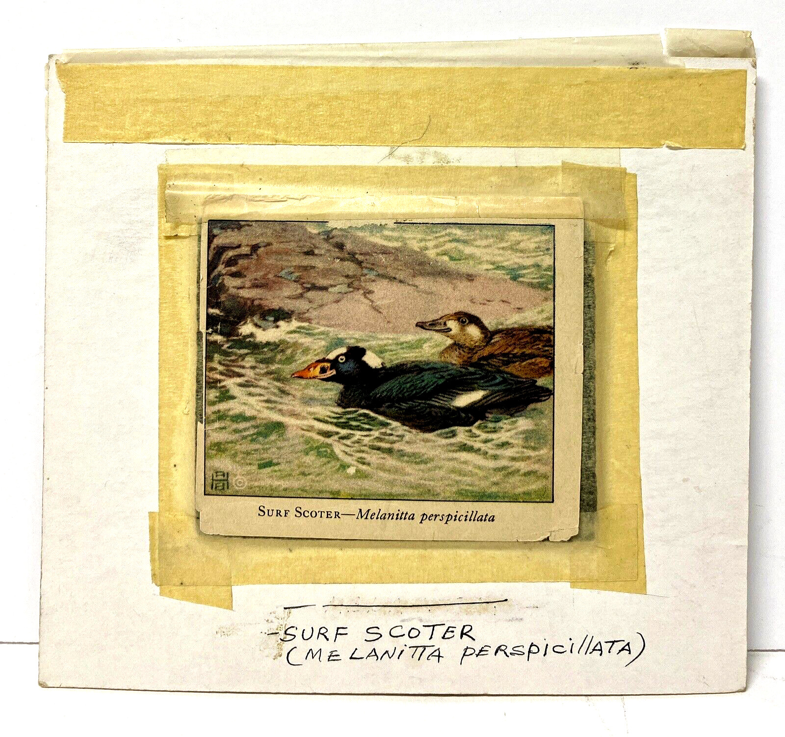 Bruce Horsfall Original Miniature Bird/Duck Art Painting – Surf Scoter, Signed