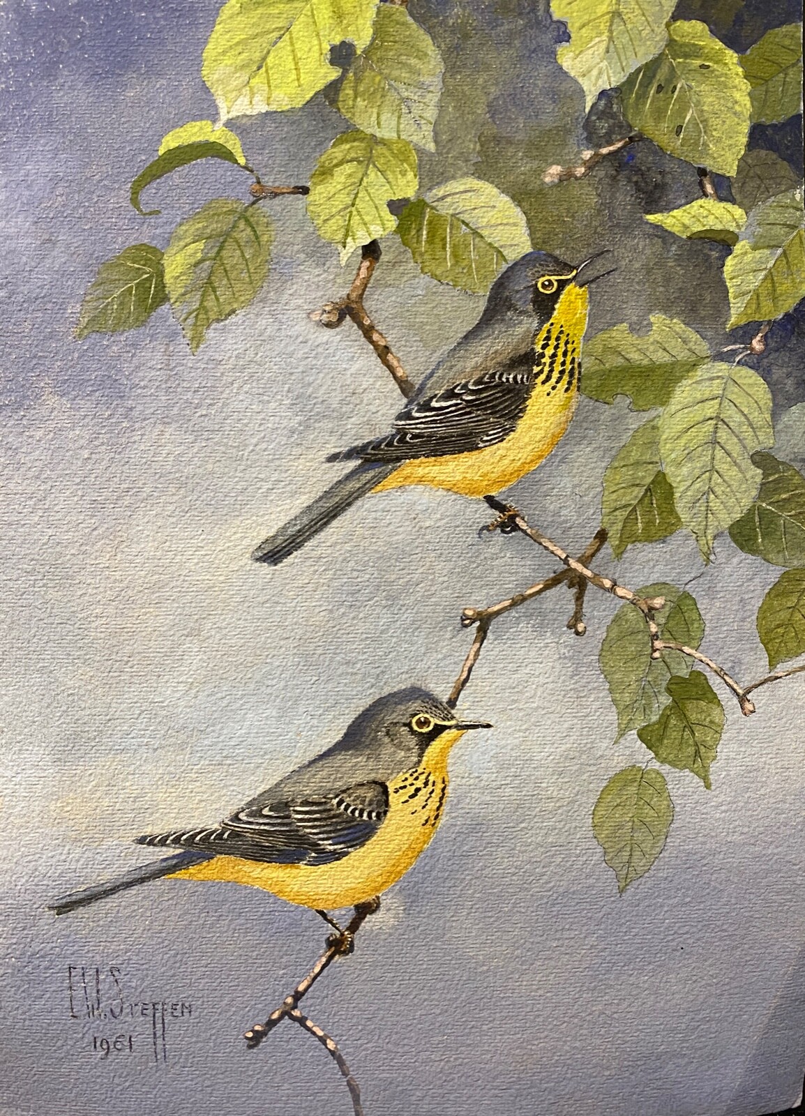 Original Bird Art Painting Canada Warbler Pair by Earnest Steffen, Signed, 1961
