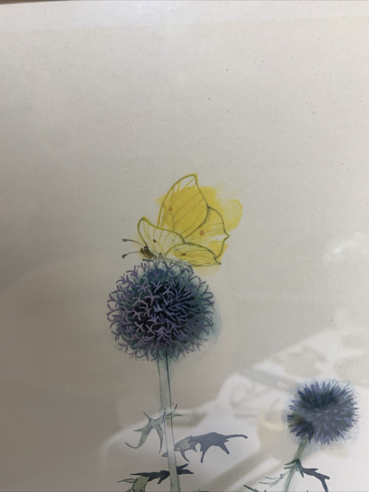 Original Watercolor By Mads Stage, Thistle & Butterfly 13″x 9″