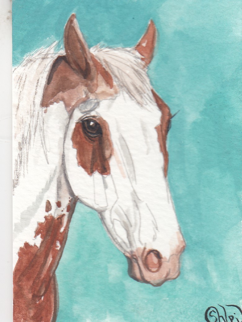 ACEO original Watercolor Art Card HORSE frame/sabino Medicine Hat Mustang stud