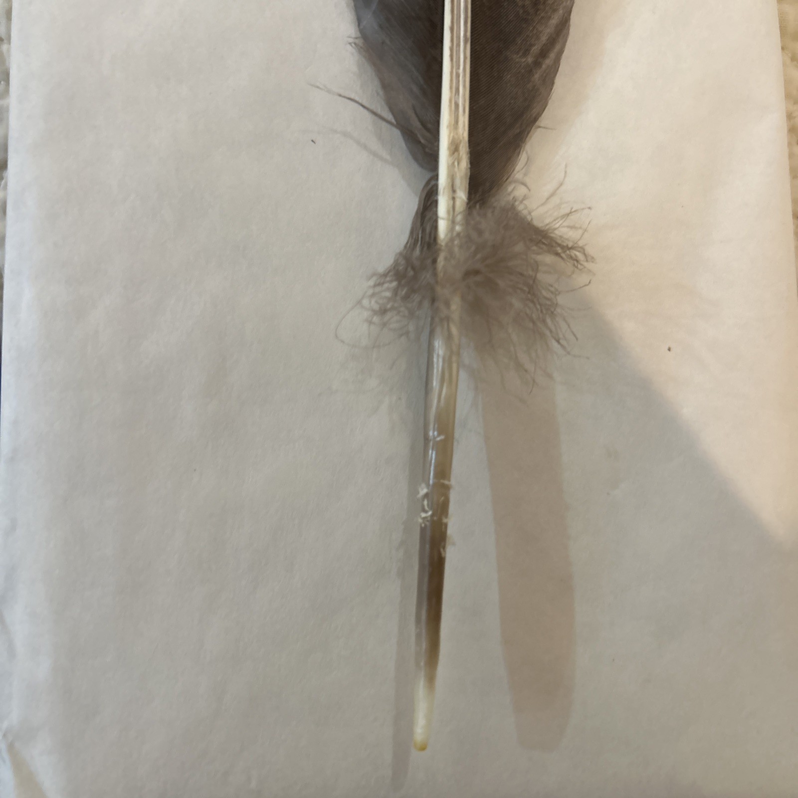 Hand Painted Turkey Feather. Signed Marte Erb. School Auction 6/18/2010. No. 69.