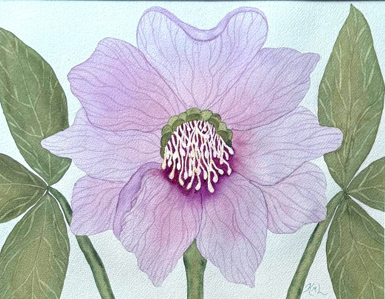 PAINTING WATERCOLOR 11X14 & MAT 16X20 FLOWER HELLEBORE LAVENDER PINK PURPLE ART