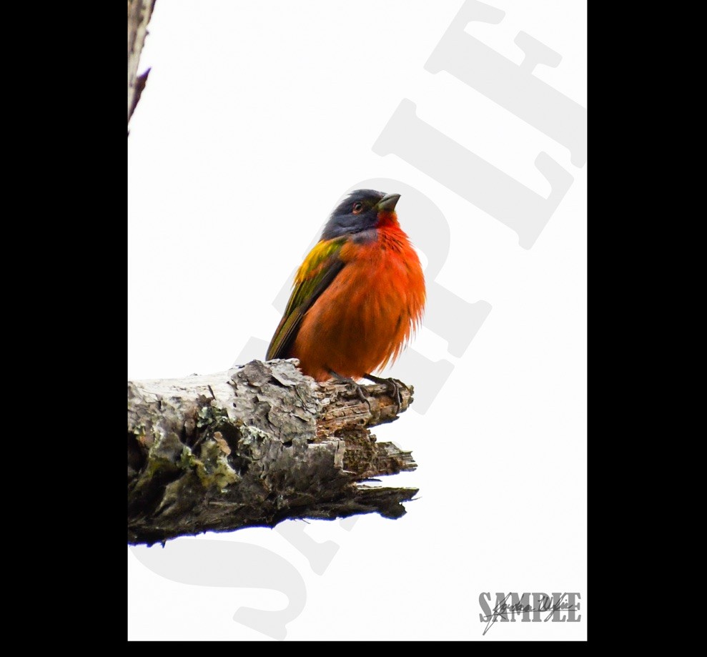 Painted Bunting Wall Print