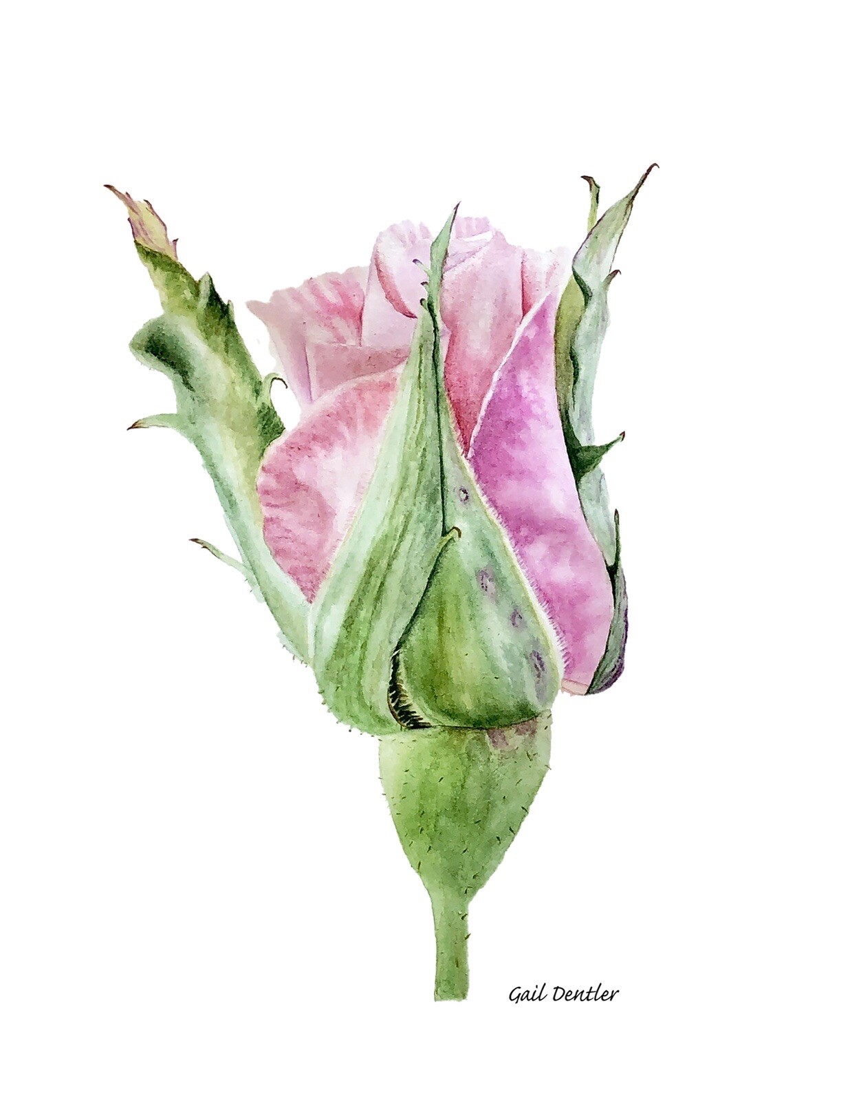 Cottage Garden Art Prints