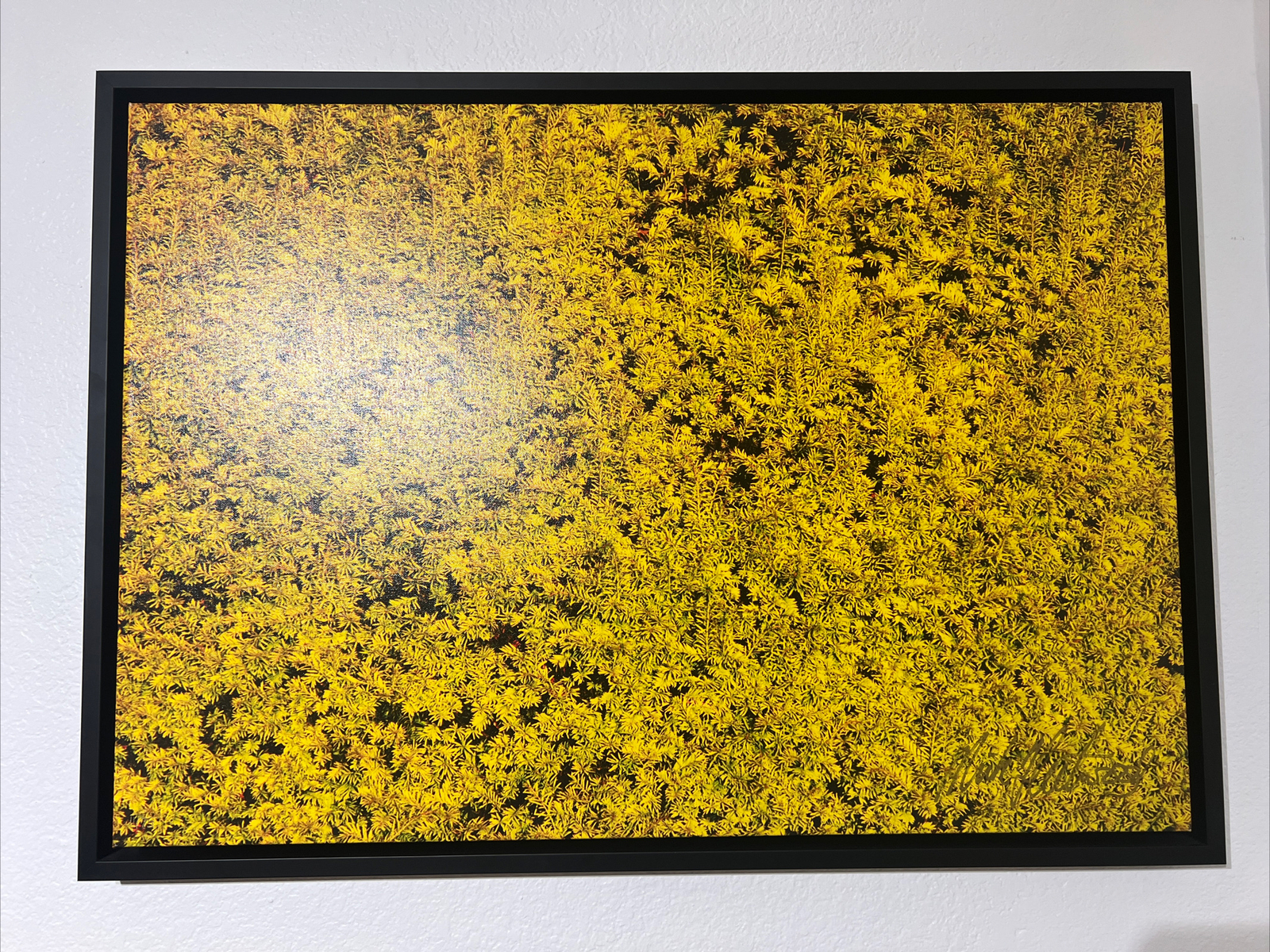 Yellow (SN) by Mick Fleetwood of Fleetwood Mac – FRAMED